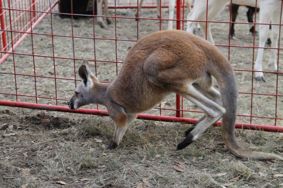 Baby Kangaroo