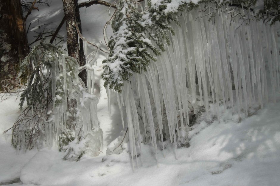 Icicles, tree branches