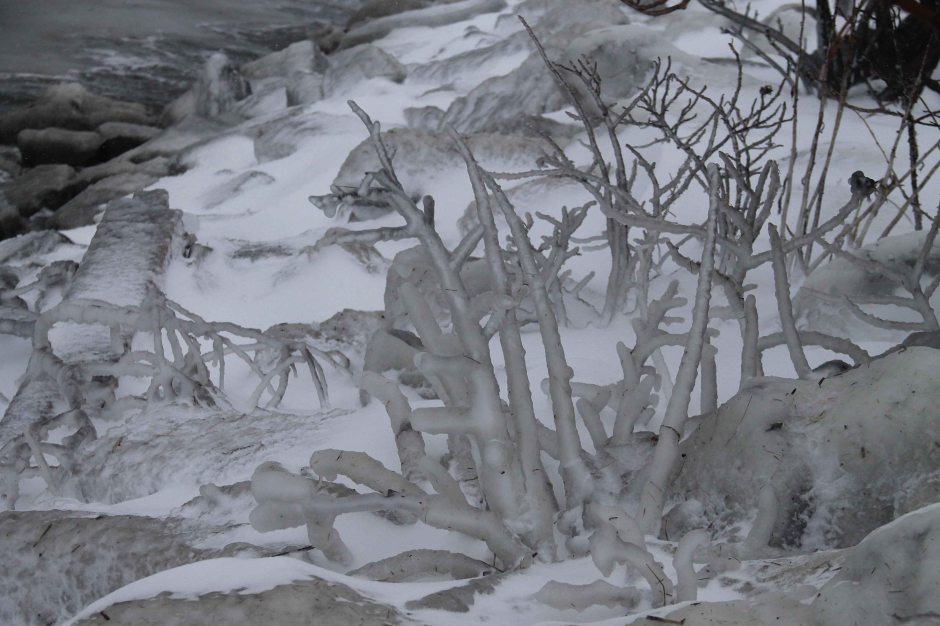 ice covered shrubbery