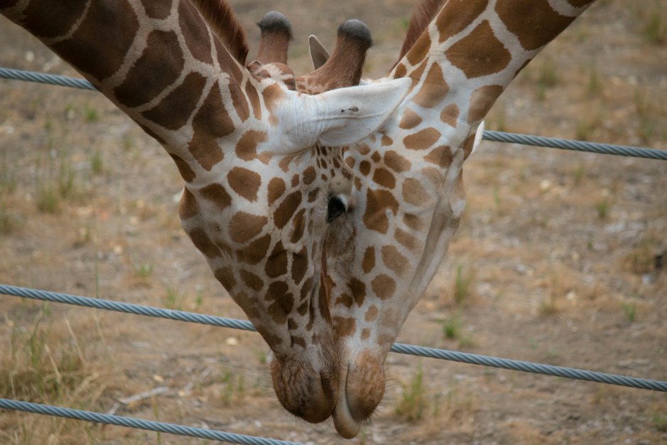 Carl and Denitsa 3-3