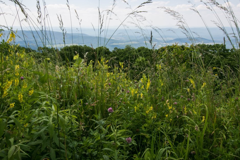 Carl and Denitsa 3-3